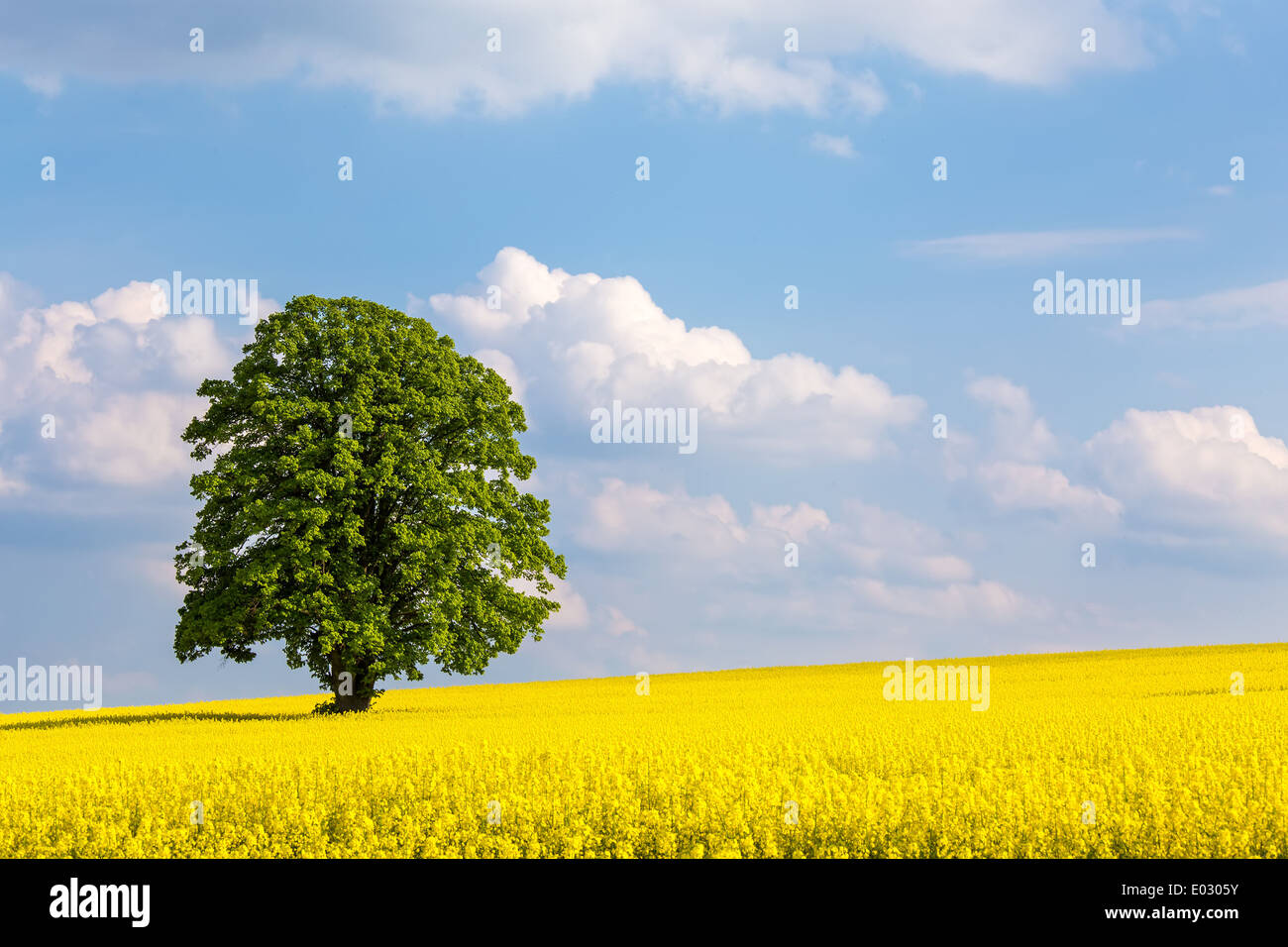 Grand arbre solitaire dans un champ de colza jaune Banque D'Images