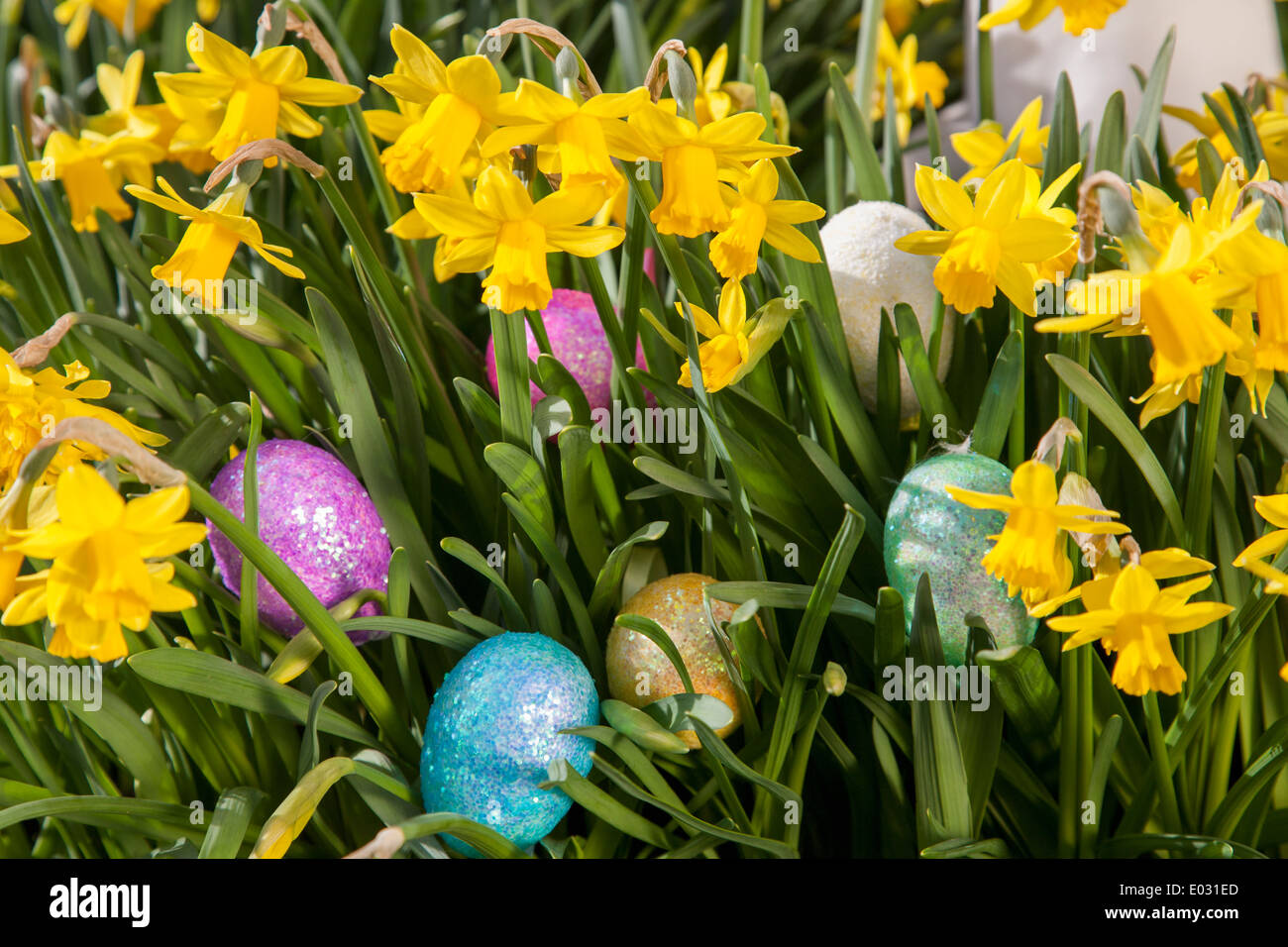 Oeufs de Pâques cachés parmi les petites jonquilles floraison. Banque D'Images