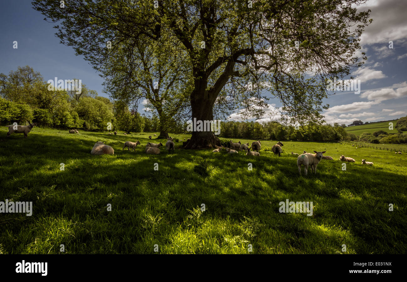 Un après-midi paresseux d'été avec des moutons à l'abri dans l'ombre d'un arbre Banque D'Images