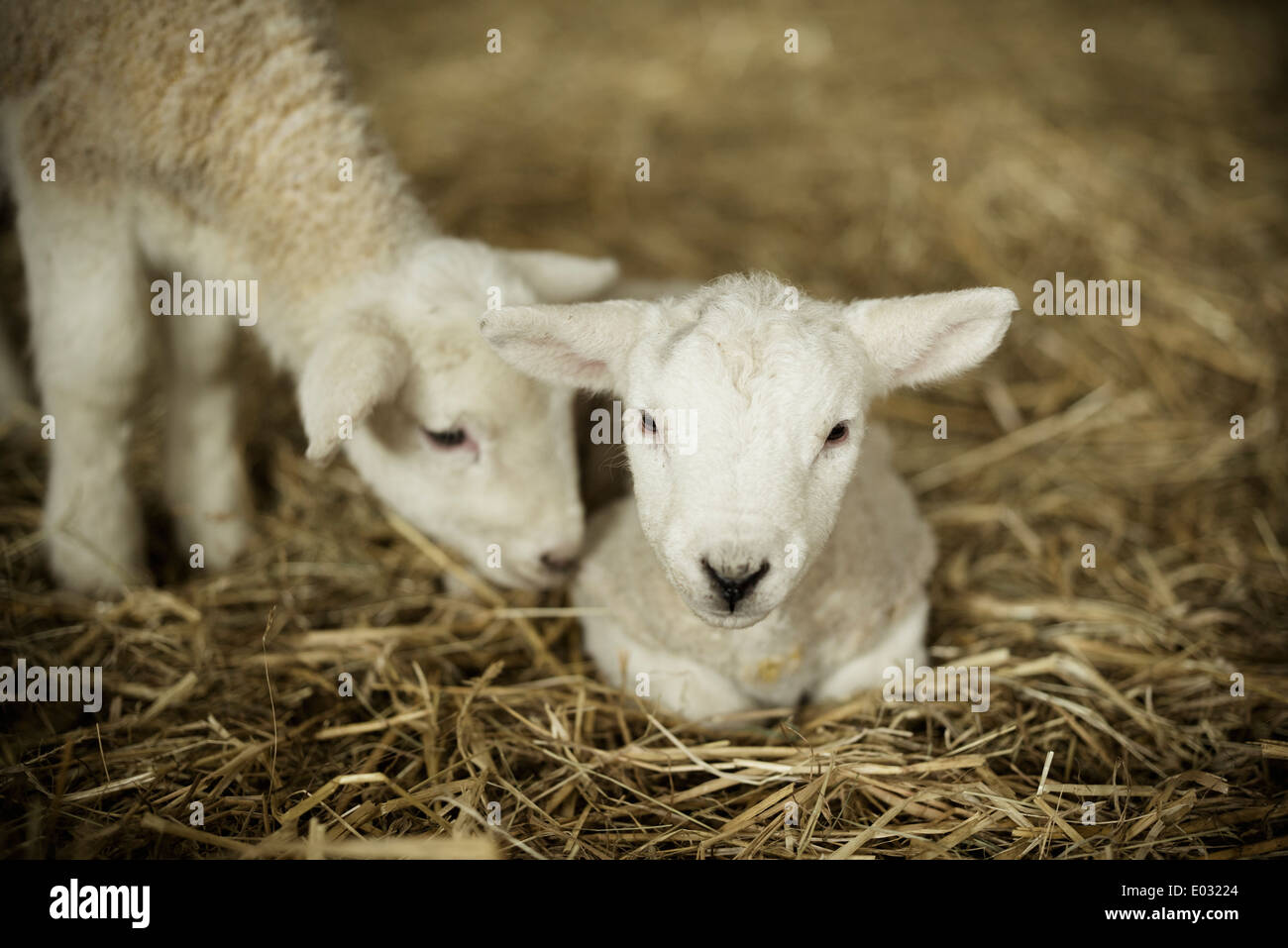 Les agneaux nouveau-né blanc deux agneaux dans un hangar de l'agnelage. Banque D'Images