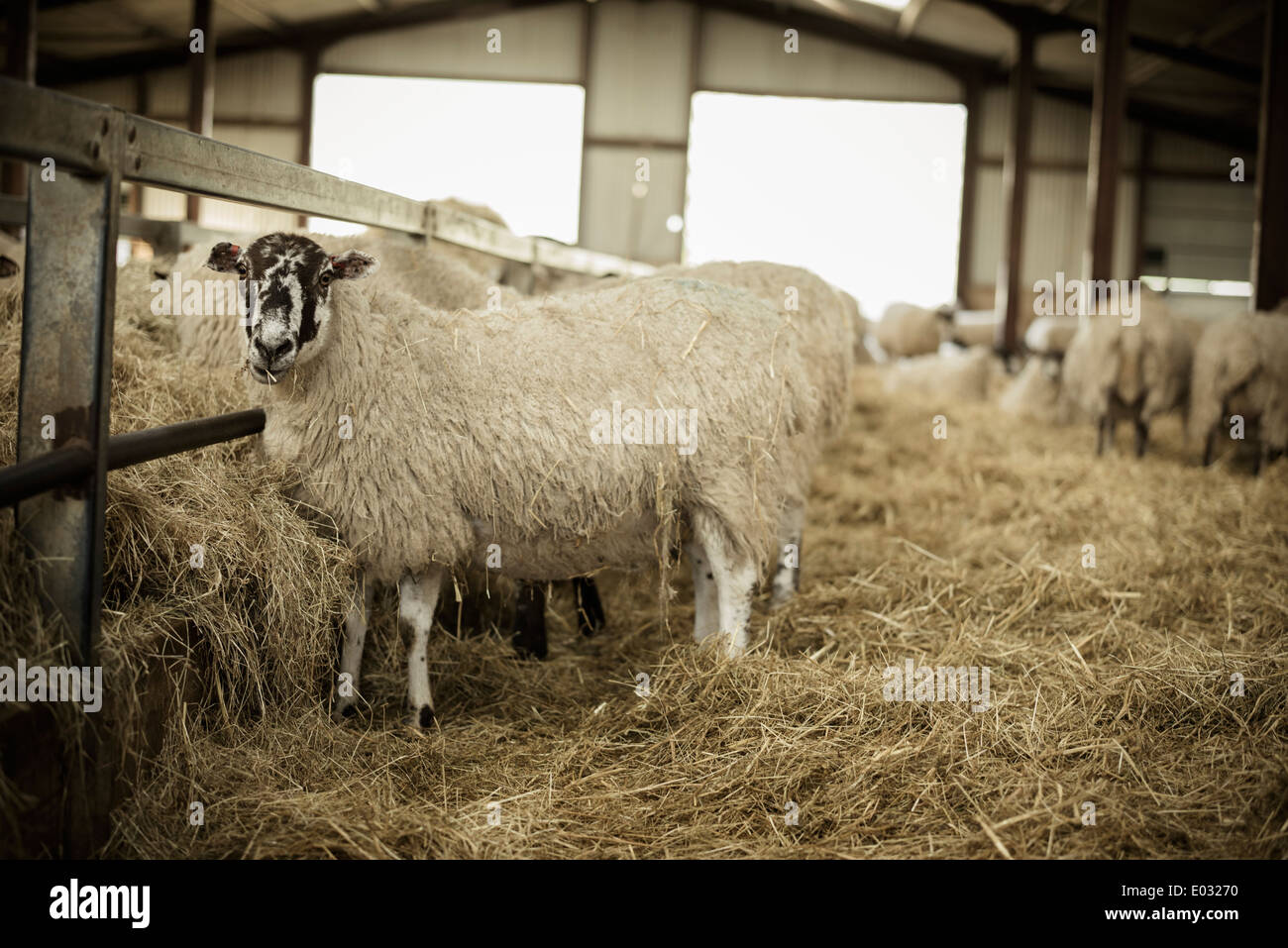 Moutons dans une grange pendant le temps de l'agnelage. Banque D'Images
