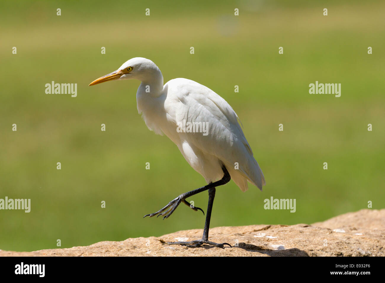 Egret en Anuradhapura, Sri Lanka 1 Banque D'Images