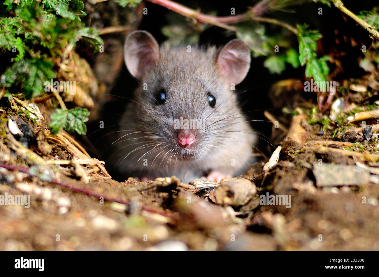 rat brun Banque D'Images