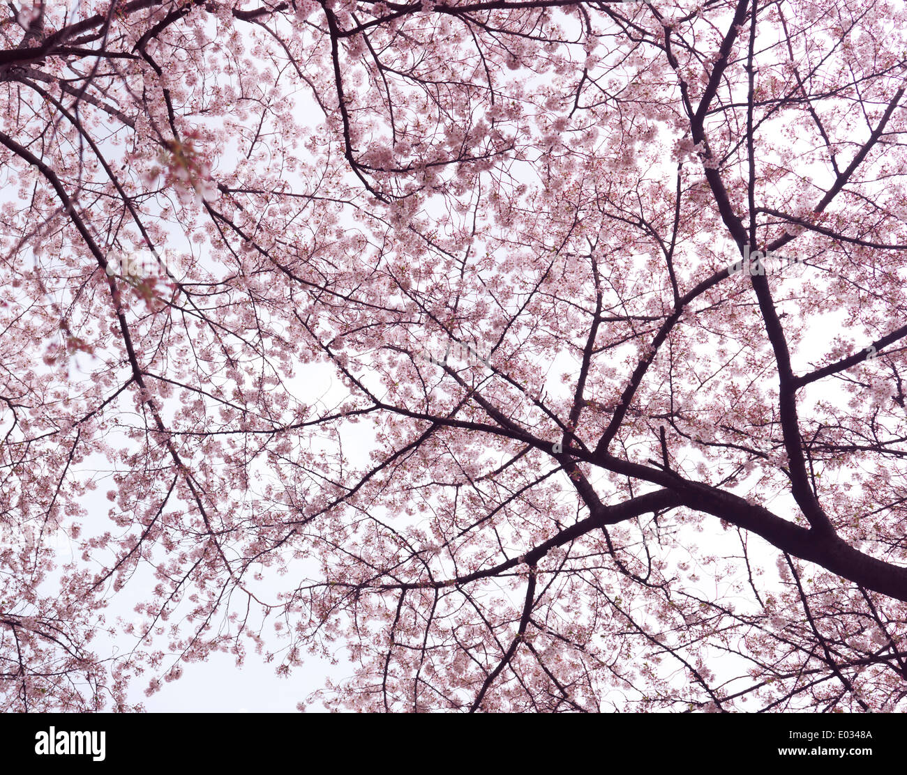 Sur cherry blossom cherry trees low angle view. Tokyo, Japon. Banque D'Images