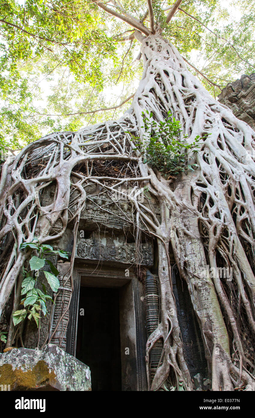 Ta Prohm Temple (Rajavihara), Angkor, Siem Reap, Cambodge Banque D'Images