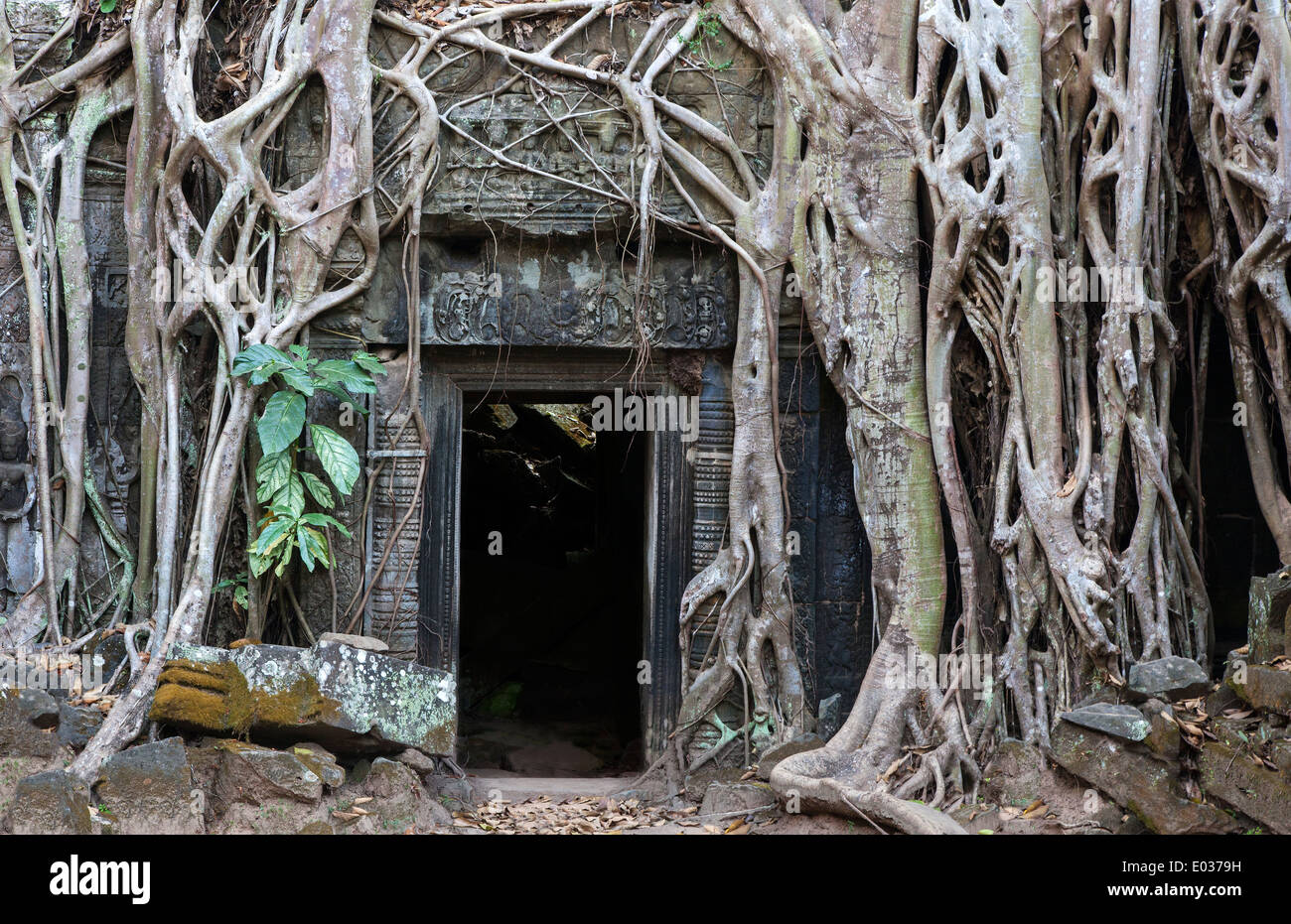 Ta Prohm Temple (Rajavihara), Angkor, Siem Reap, Cambodge Banque D'Images