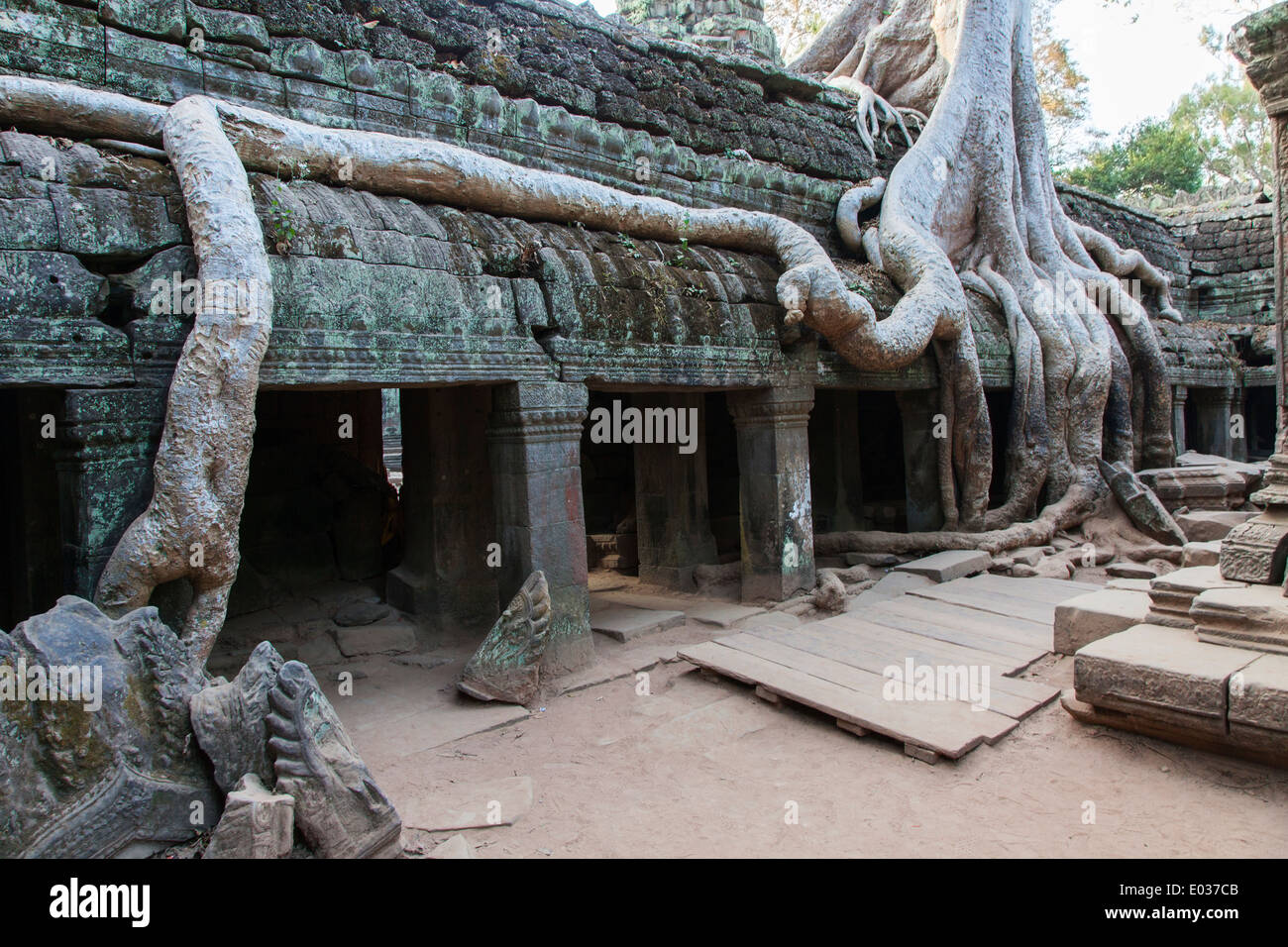 Ta Prohm Temple (Rajavihara), Angkor, Siem Reap, Cambodge Banque D'Images