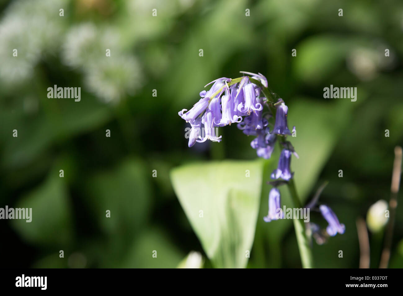 La politique commune de bluebell, Hyacinthoides non-scripta, montrant qu'il est violet-bleu fleurs en croissance dans le Northamptonshire, Angleterre, Royaume-Uni. Banque D'Images