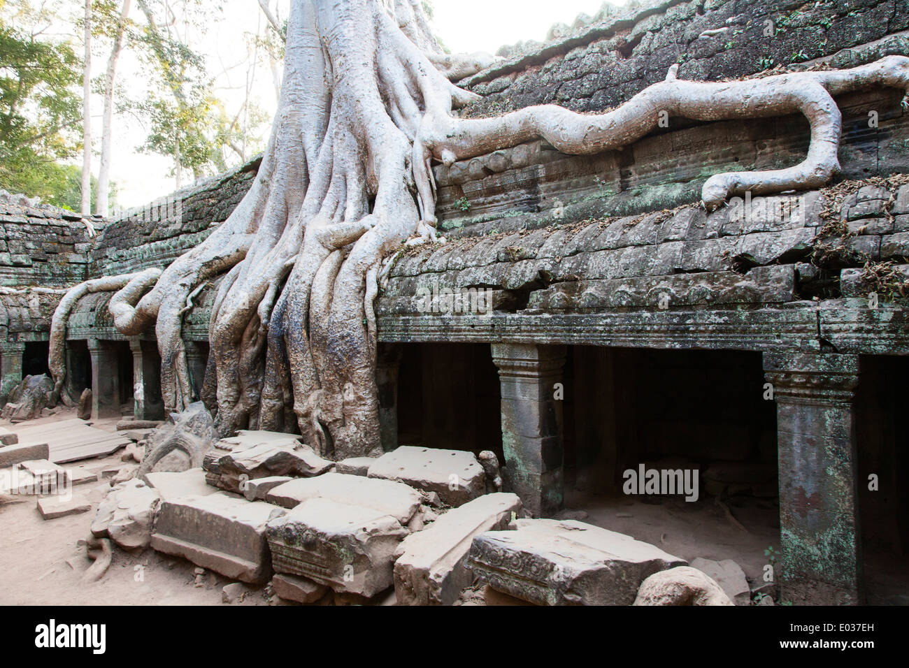 Ta Prohm Temple (Rajavihara), Angkor, Siem Reap, Cambodge Banque D'Images Ta Prohm Temple (Rajavihara), Angkor, Siem Reap, Cambodge Banque D'Images