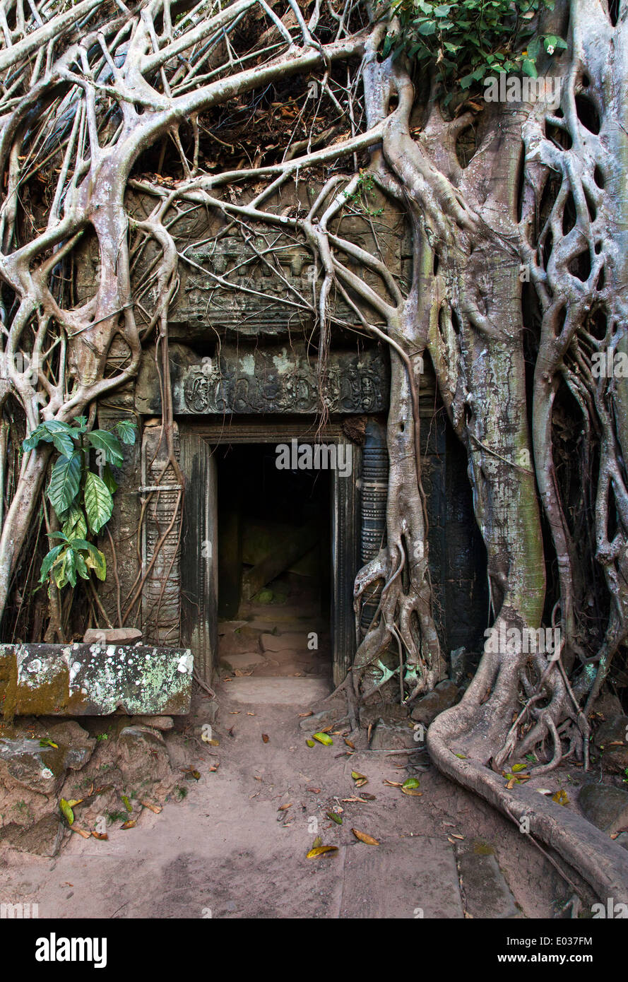 Ta Prohm Temple (Rajavihara), Angkor, Siem Reap, Cambodge Banque D'Images Ta Prohm Temple (Rajavihara), Angkor, Siem Reap, Cambodge Banque D'Images