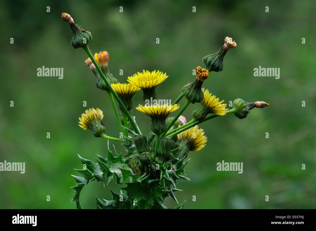Le laiteron piquant des fleurs en floraison. Dorset, UK Juin 2011 Banque D'Images