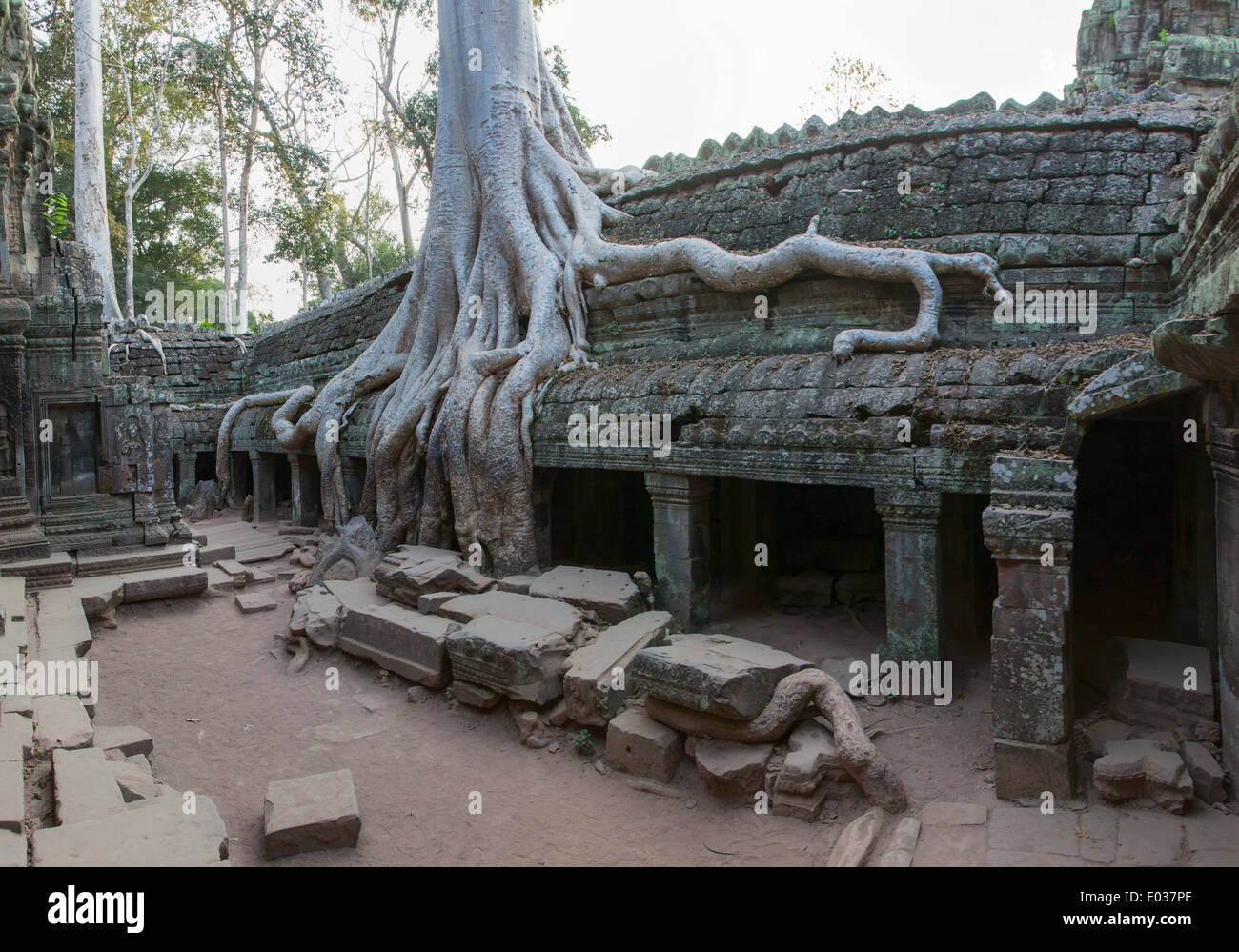 Ta Prohm Temple (Rajavihara), Angkor, Siem Reap, Cambodge Banque D'Images
