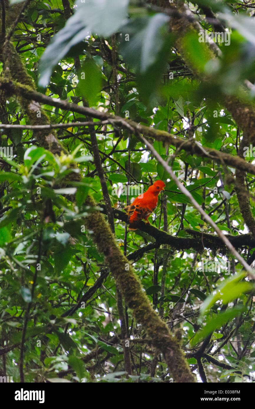 El gallito de las Rocas o tunqui (Rupicola peruviana), Guyana Banque D'Images