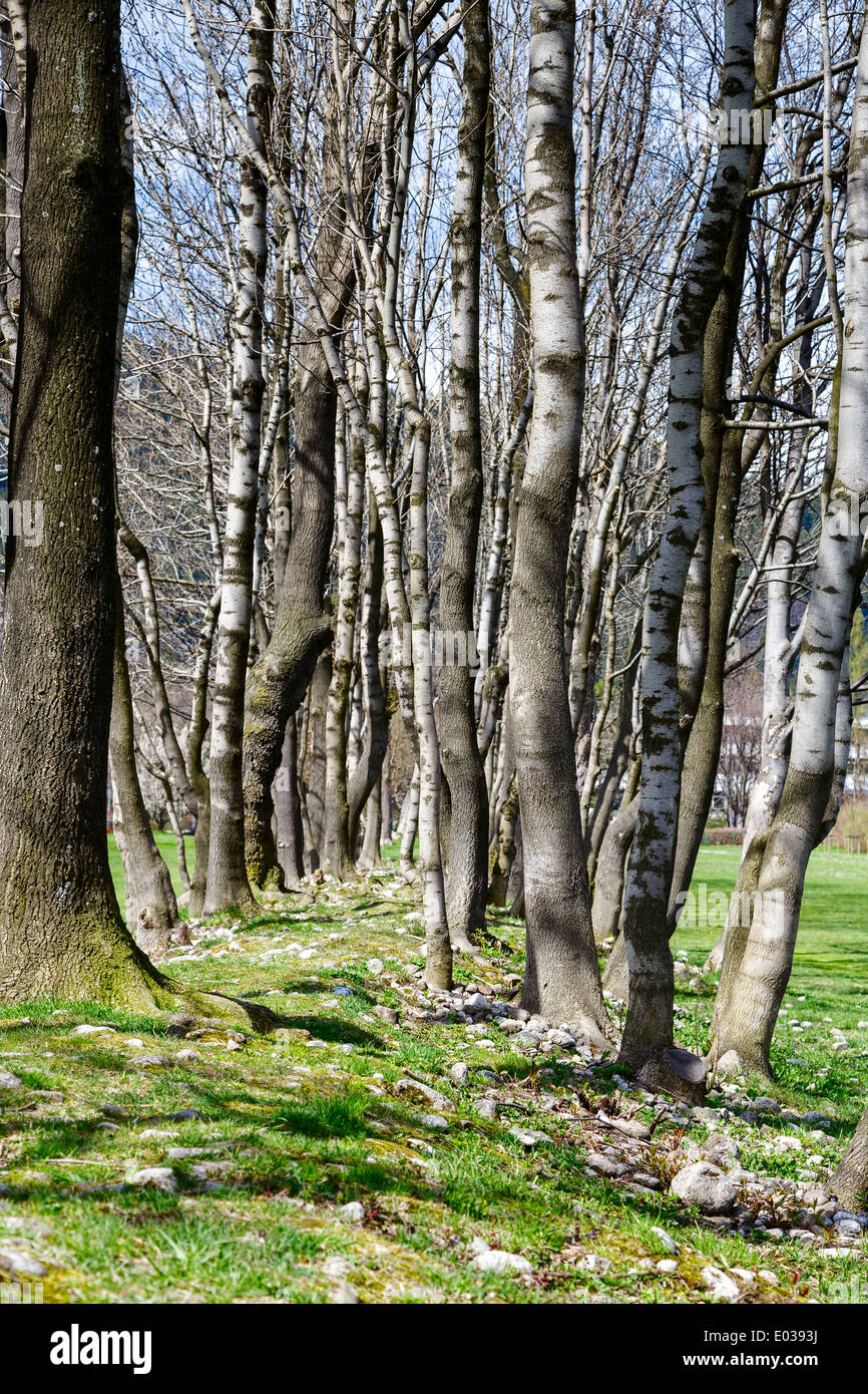 Petite forêt à Zakopane Banque D'Images