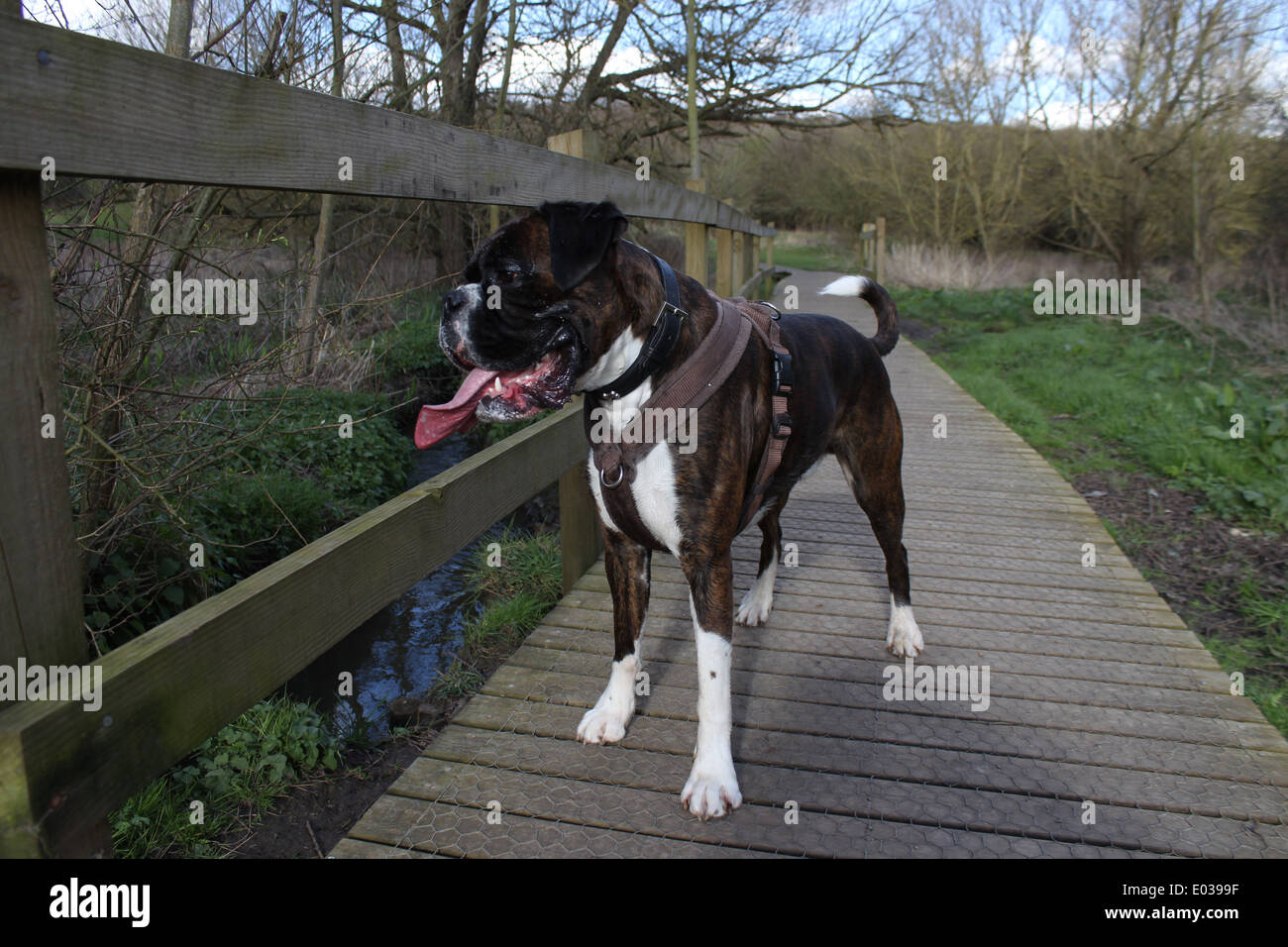 Buster mon chien Boxer, lors d'une promenade en Highwoods country park Banque D'Images