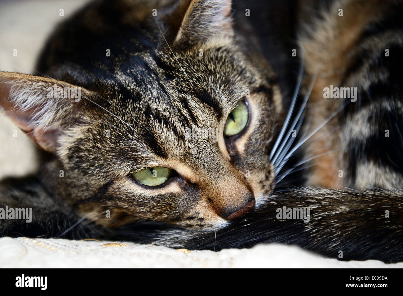 Chat Malefique Banque D Image Et Photos Alamy Chat Malefique Banque D Image Et Photos Alamy