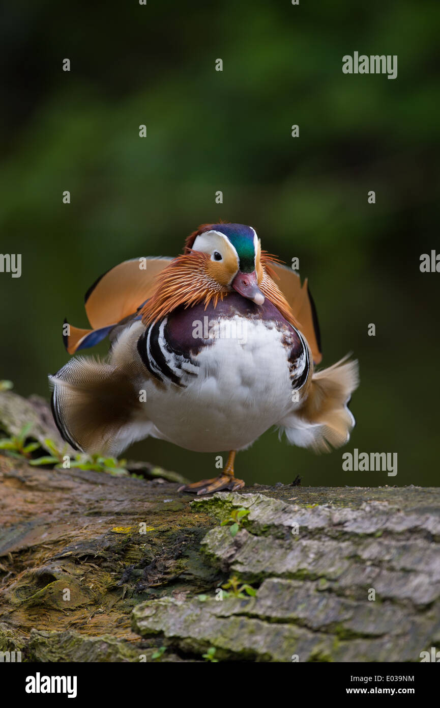 Homme Canard mandarin (Aix galericulata) assis sur un journal Banque D'Images