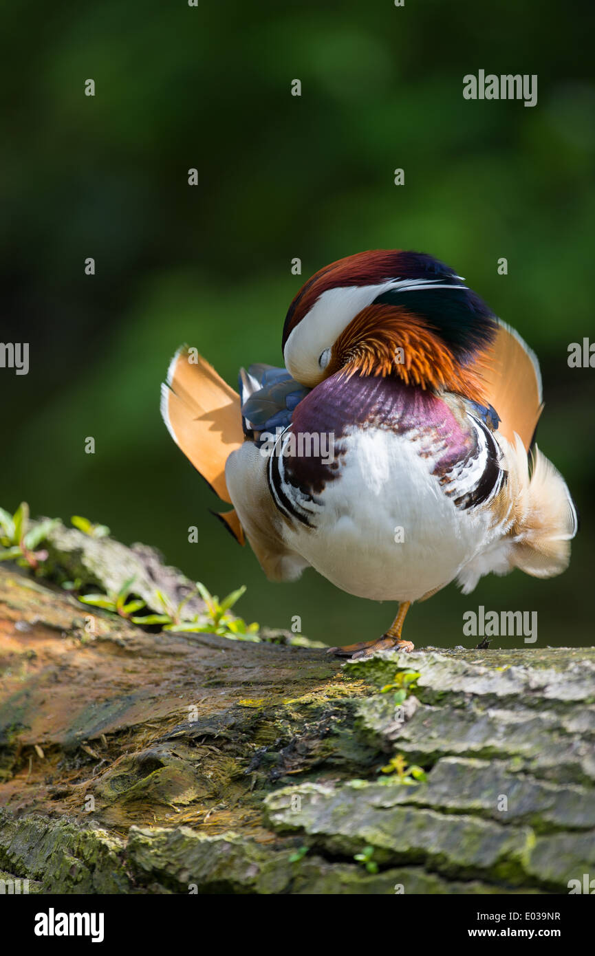 Homme Canard mandarin (Aix galericulata) dormir sur un log Banque D'Images