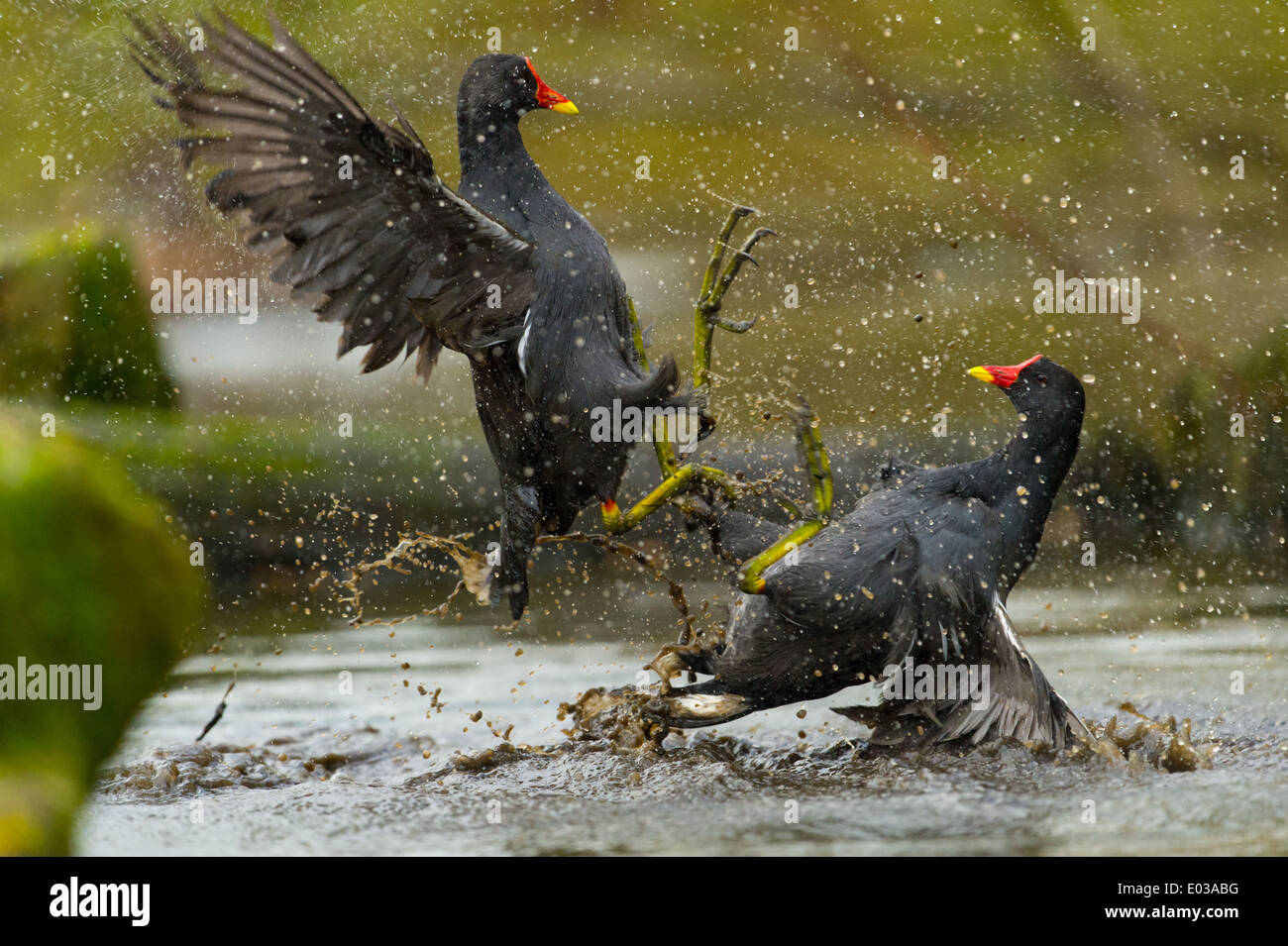Une paire de gallinules lutte sur le territoire ou l'accouplement de l'homme dans la pluie Banque D'Images