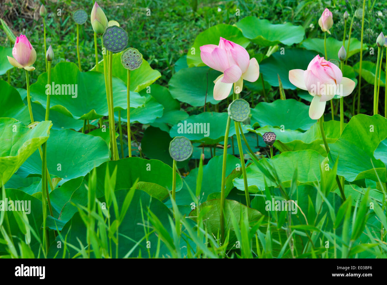Fleurs de Lotus Banque D'Images