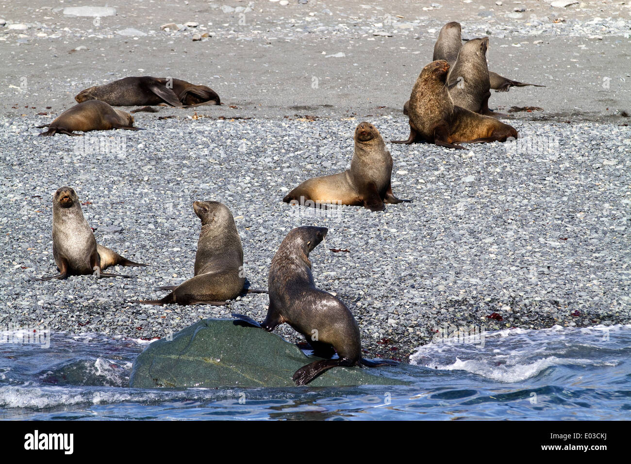 Les otaries à fourrure antarctique, Arctocephalus gazella, sur la plage, dans les îles Shetland du Sud, l'Antarctique. Banque D'Images