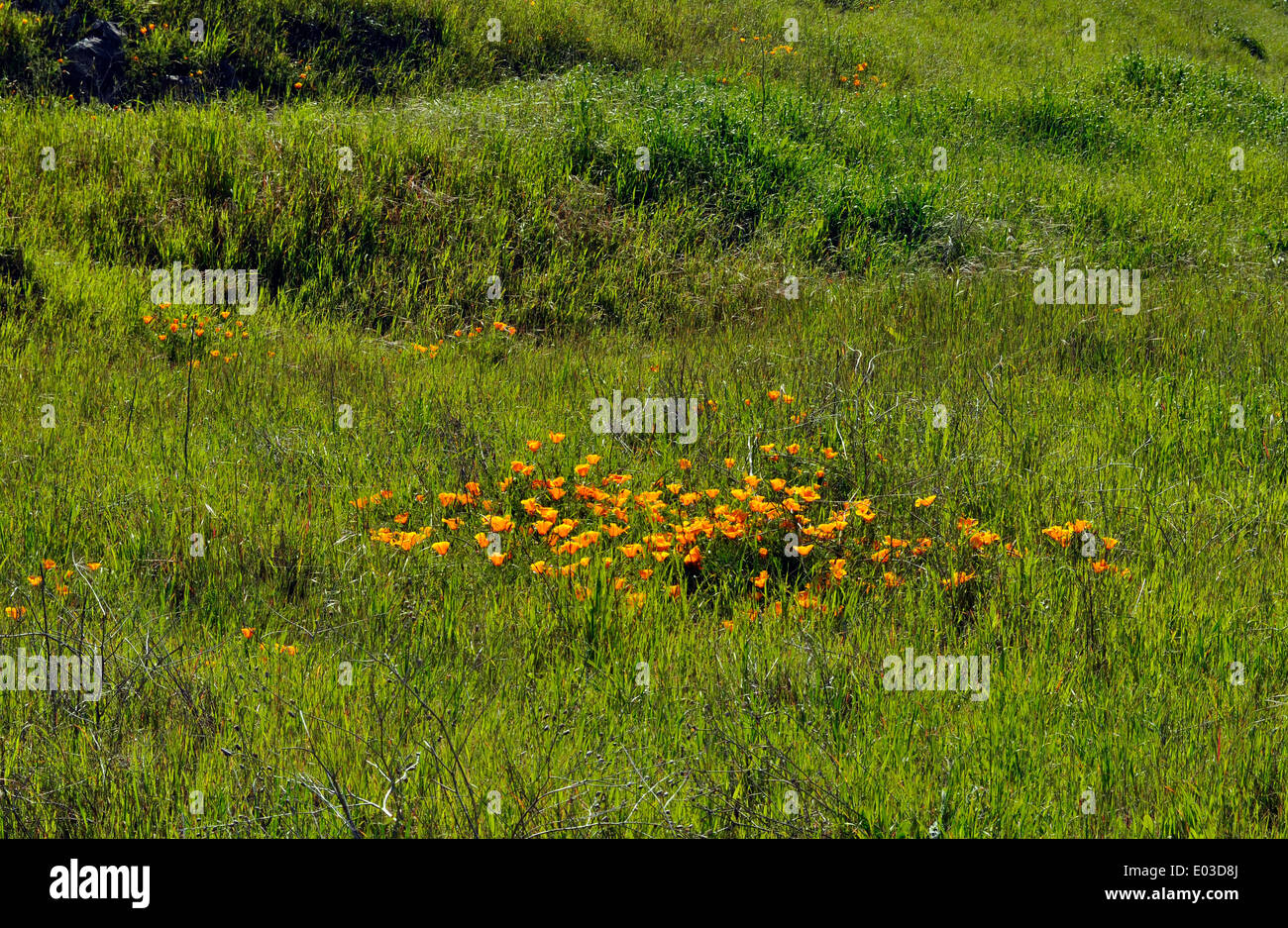 California Poppies McLaren Park, San Francisco, Californie, États-Unis, Banque D'Images