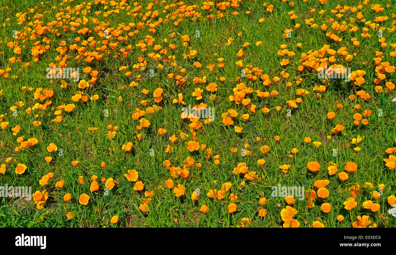 California Poppies McLaren Park, San Francisco, Californie, États-Unis, Banque D'Images