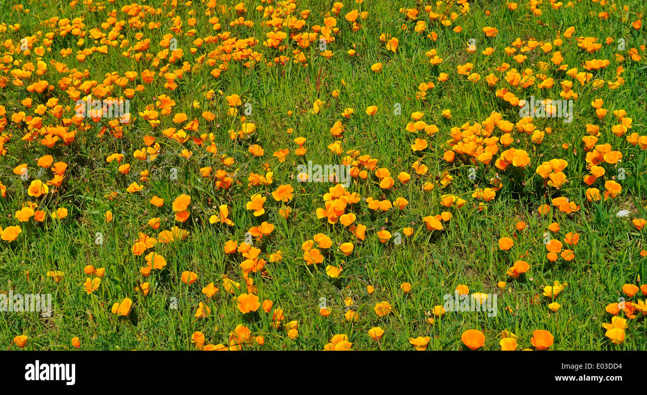 California Poppies McLaren Park, San Francisco, Californie, États-Unis, Banque D'Images