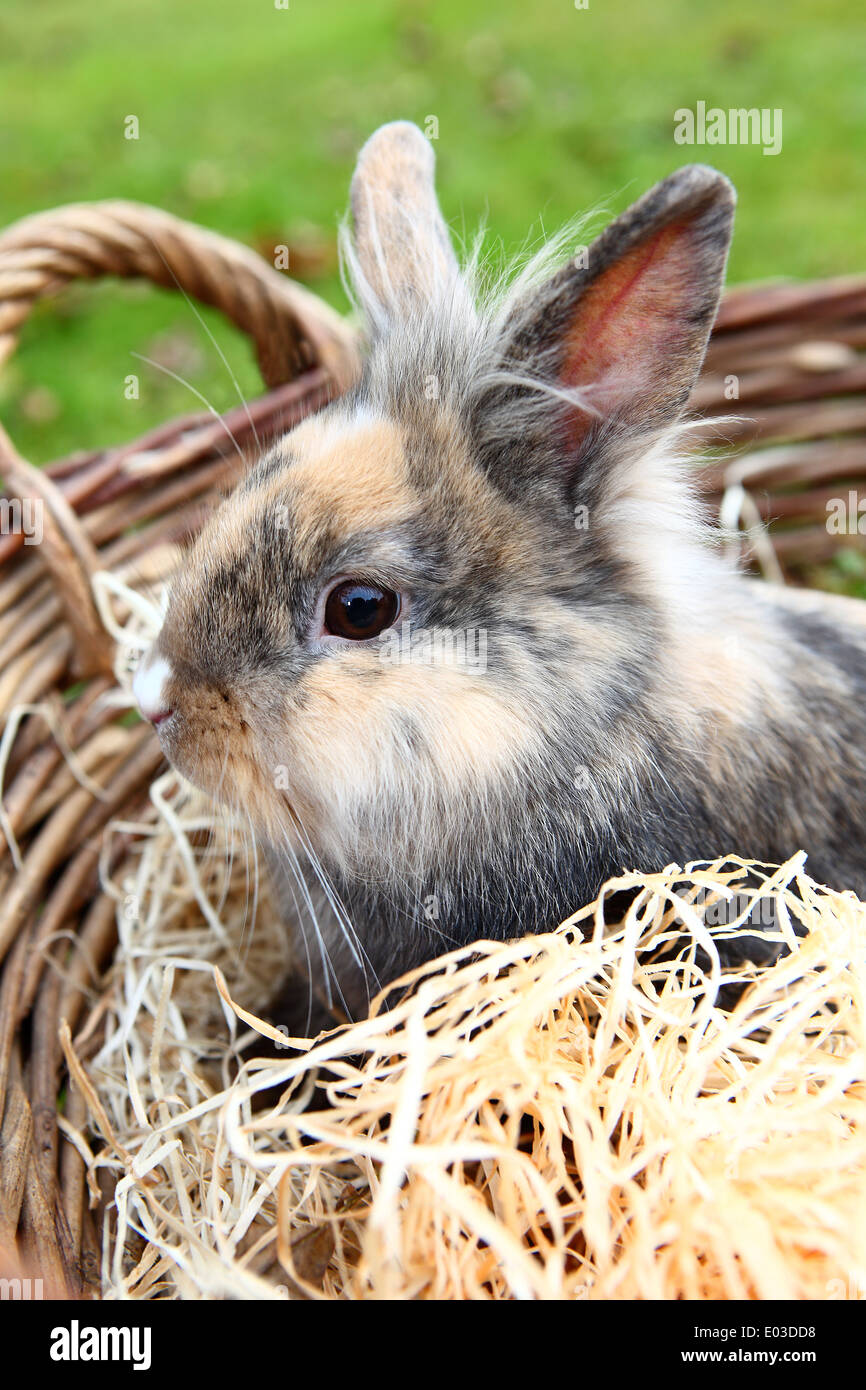 Jeune Lion head bunny dans un panier Banque D'Images