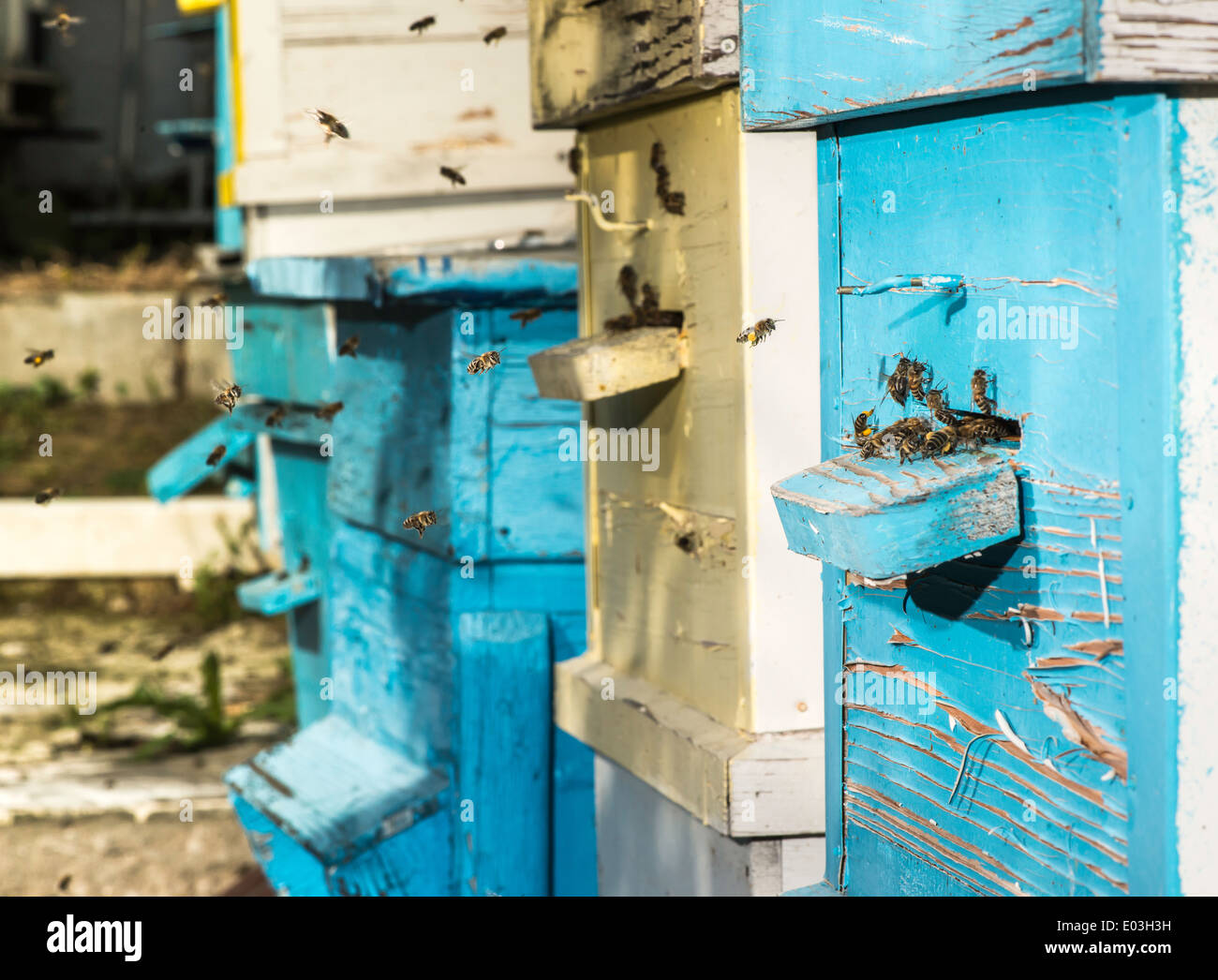 Essaim d'abeilles voler à ruche. La lumière du soleil Banque D'Images