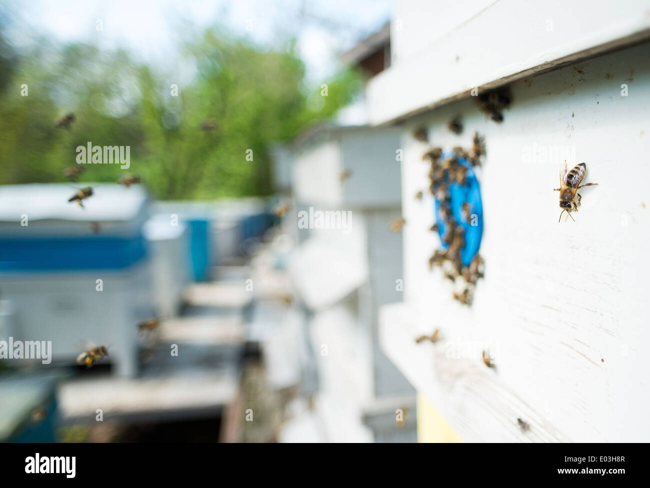 Essaim d'abeilles voler à ruche. La lumière du soleil Banque D'Images