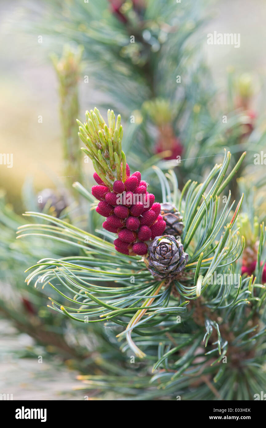 Pinus Pumila Draijers Nain. Nain Draijers en pin japonais la floraison en avril. UK Banque D'Images