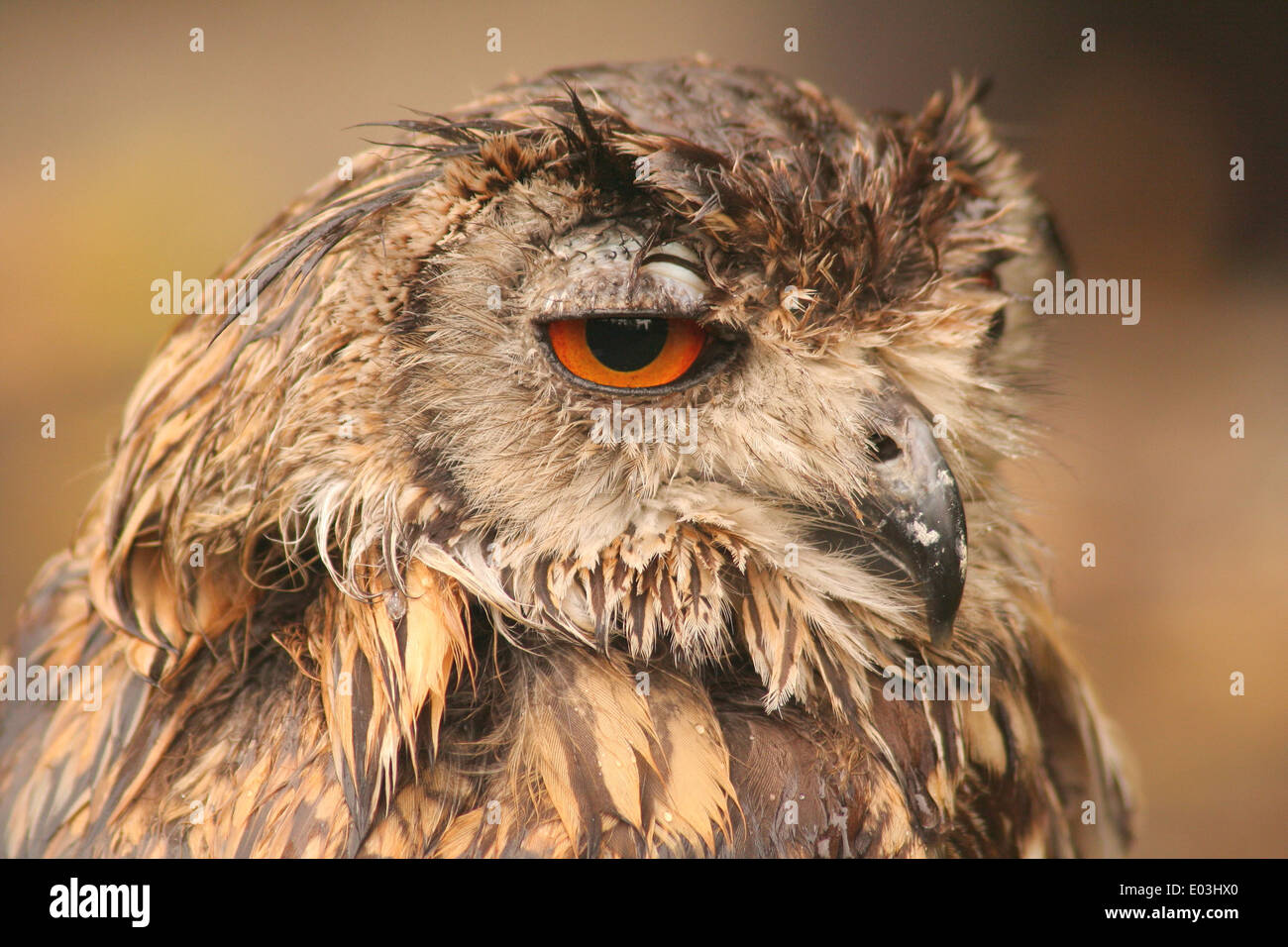 Tête de Chouette hulotte Banque D'Images