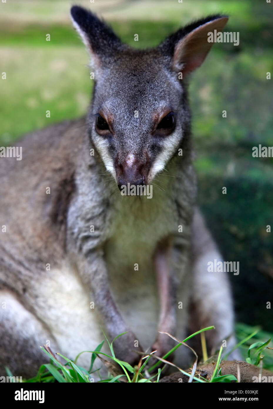 Petit kangourou australien dans un zoo de Bali Banque D'Images