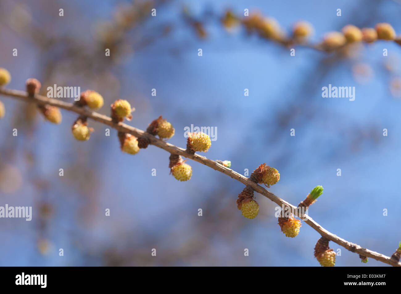 Mélèze japonais branches printemps natural background Banque D'Images