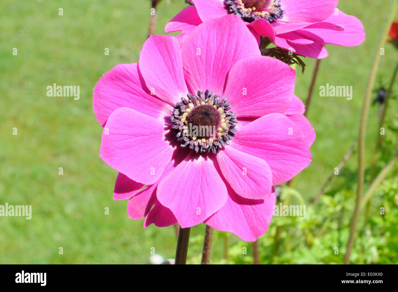 Close up de capitules rose vif Banque D'Images