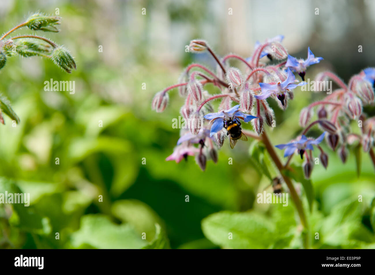 Bourdon pollinisateur, la trientale boréale (Borago officinalis) Banque D'Images
