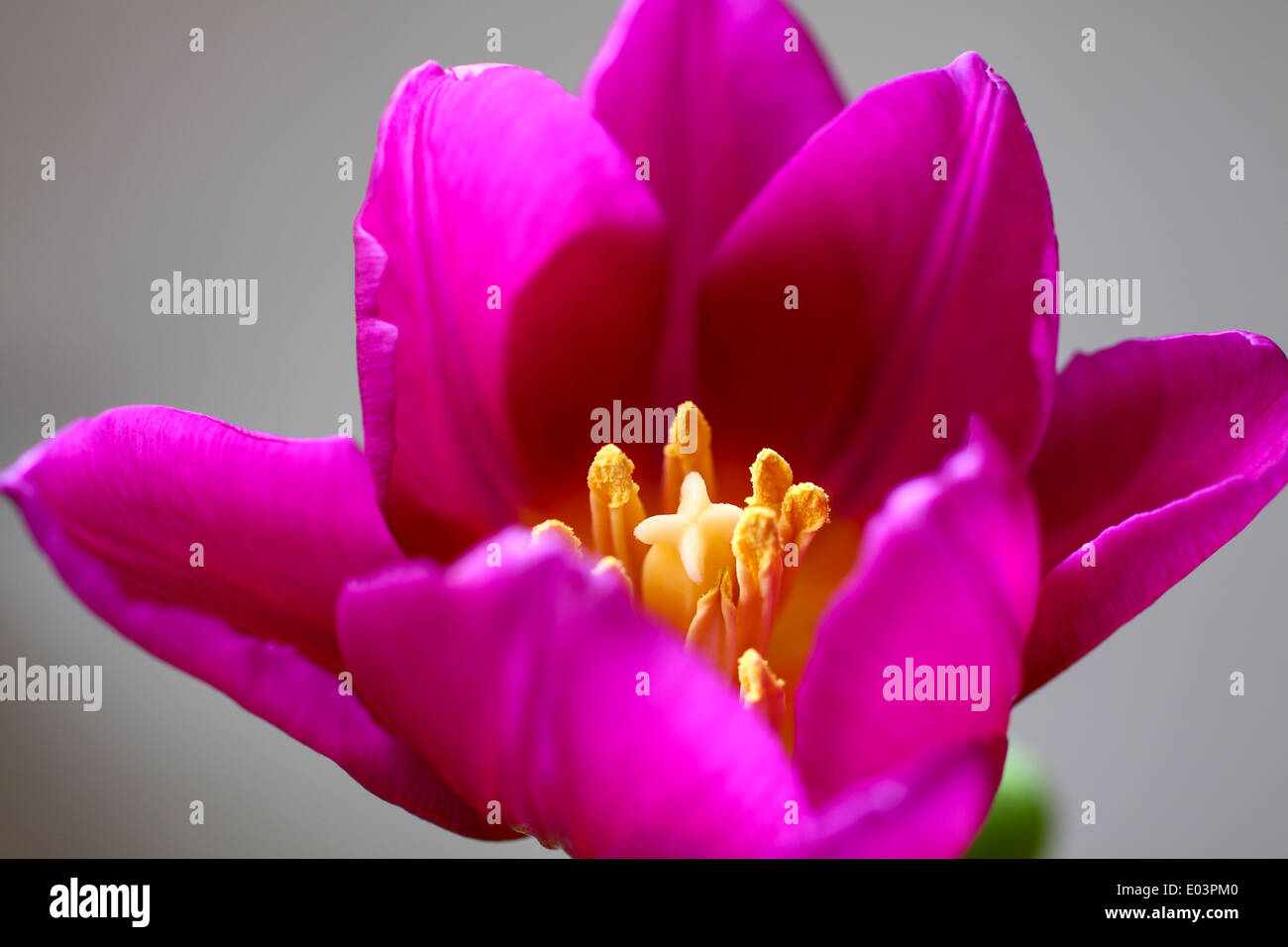 Gros plan d'une tulipe sur un fond uni Banque D'Images