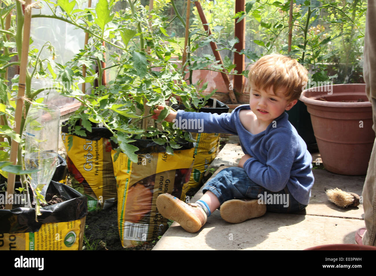 Un petit garçon inspection/sur le point d'aller chercher les tomates vertes (3d'une série de 5) Banque D'Images