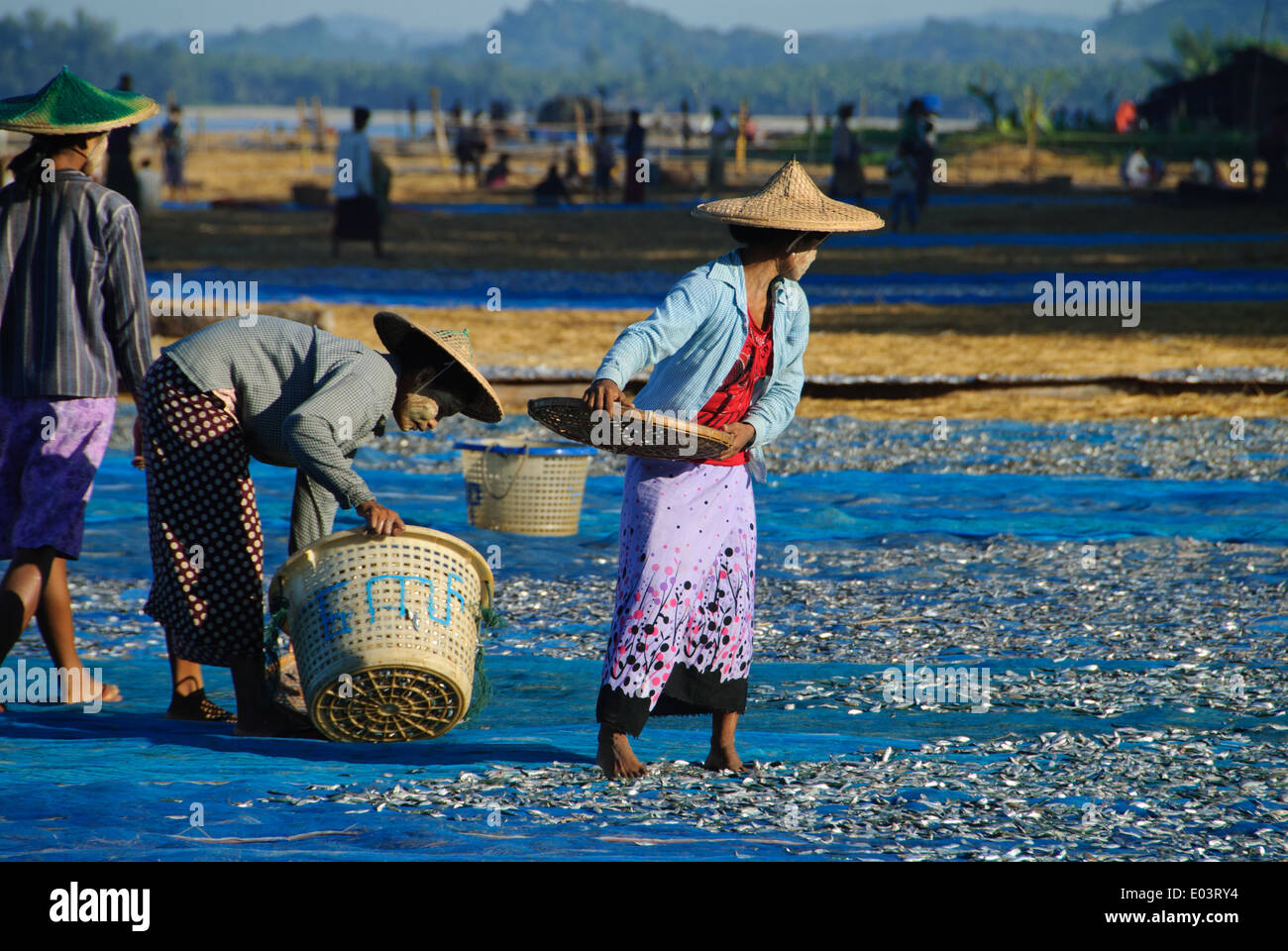 Les villageois pêcheur poissons séchage sur la plage Banque D'Images