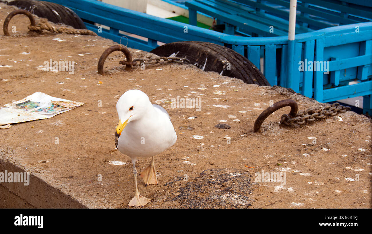 Seagull est la marche sur le littoral Banque D'Images