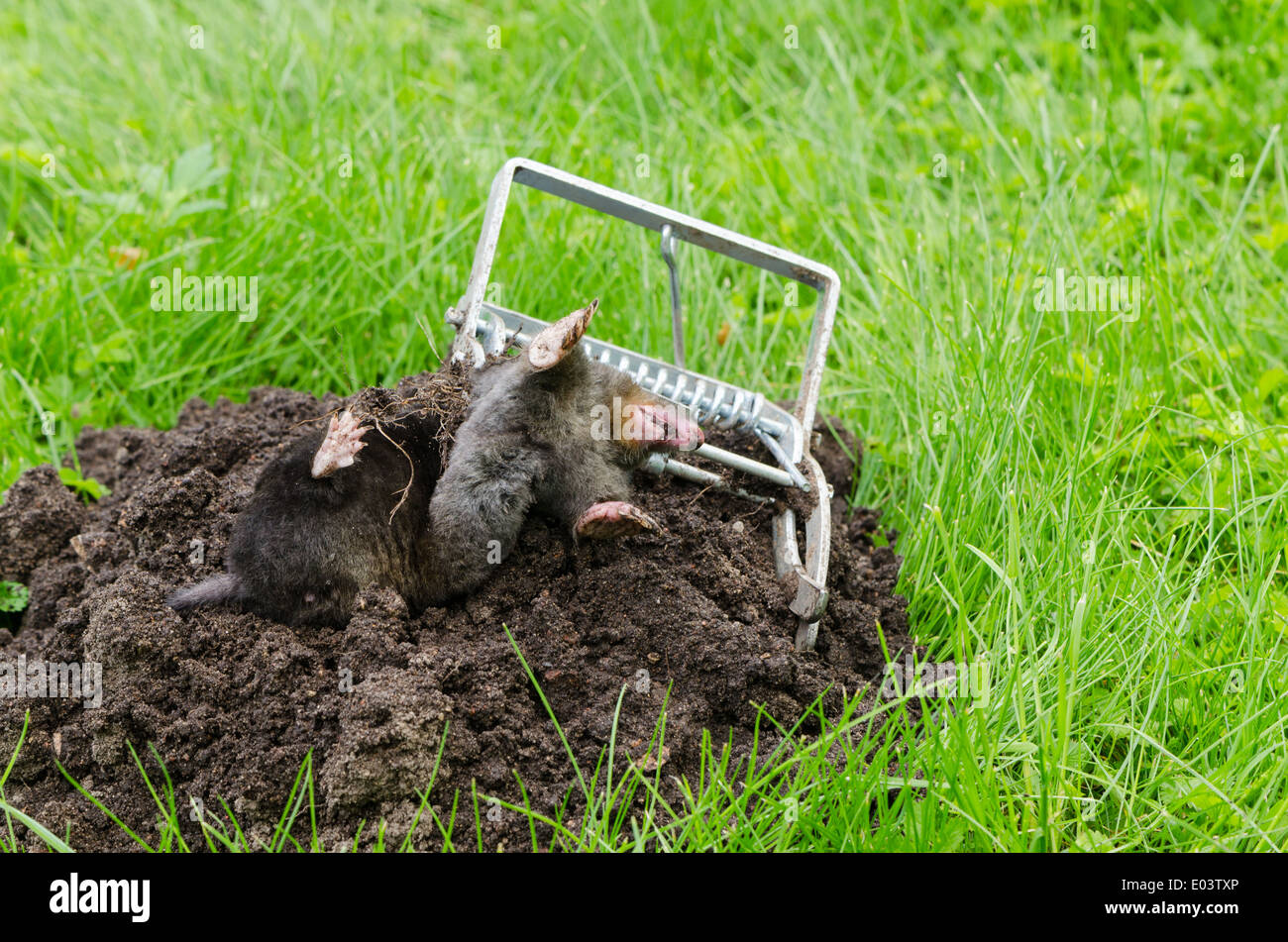 Des animaux capturés morts mole avec piège d'acier. mole hill se trouvent à proximité Banque D'Images