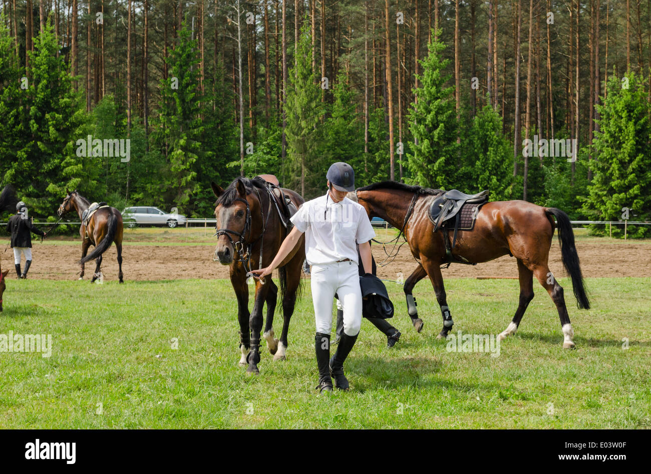 Cavalier cheval pour préparer l'homme barrière steeplechase race Banque D'Images