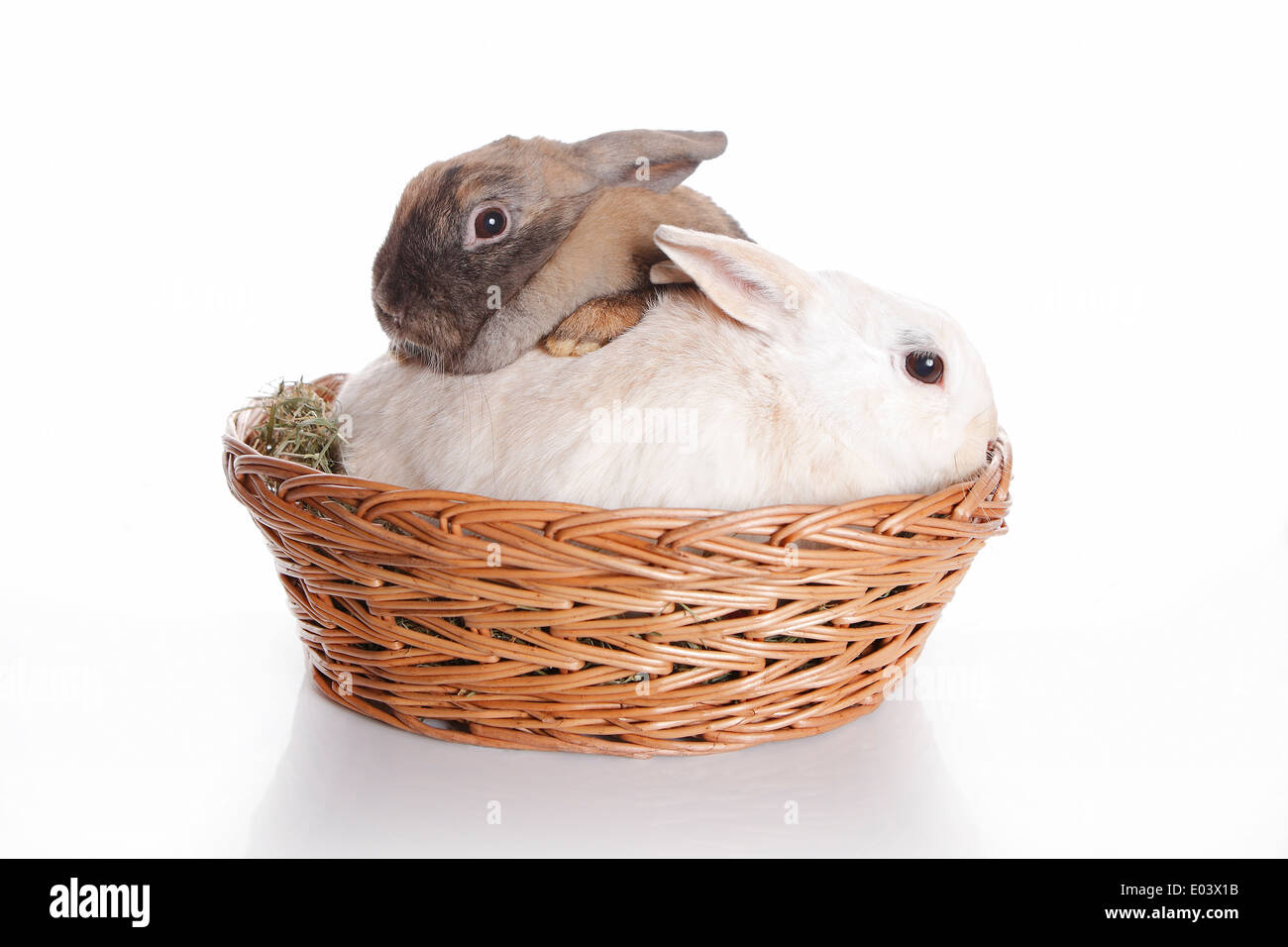 Deux lapins dans panier Banque D'Images