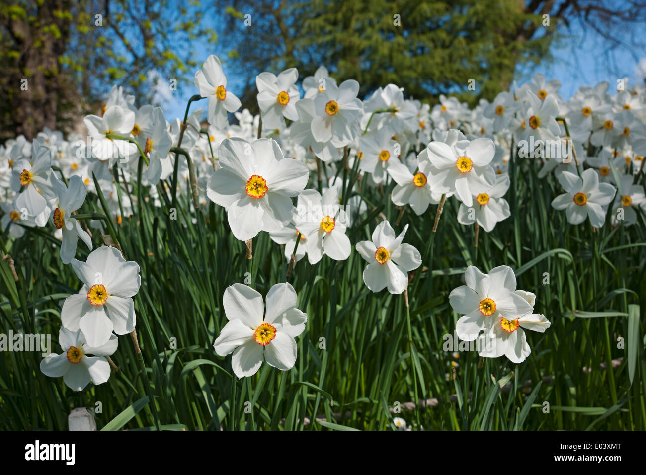 Fleurs blanches narcissi narcissus gros plan fleur floraison dans le jardin de printemps Angleterre Royaume-Uni Grande-Bretagne Banque D'Images
