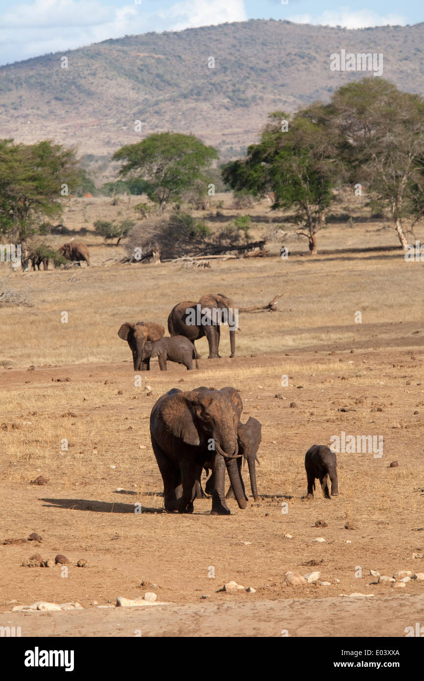 Les éléphants du troupeau avec des veaux de Taita Kenya Tsavo Ouest Banque D'Images