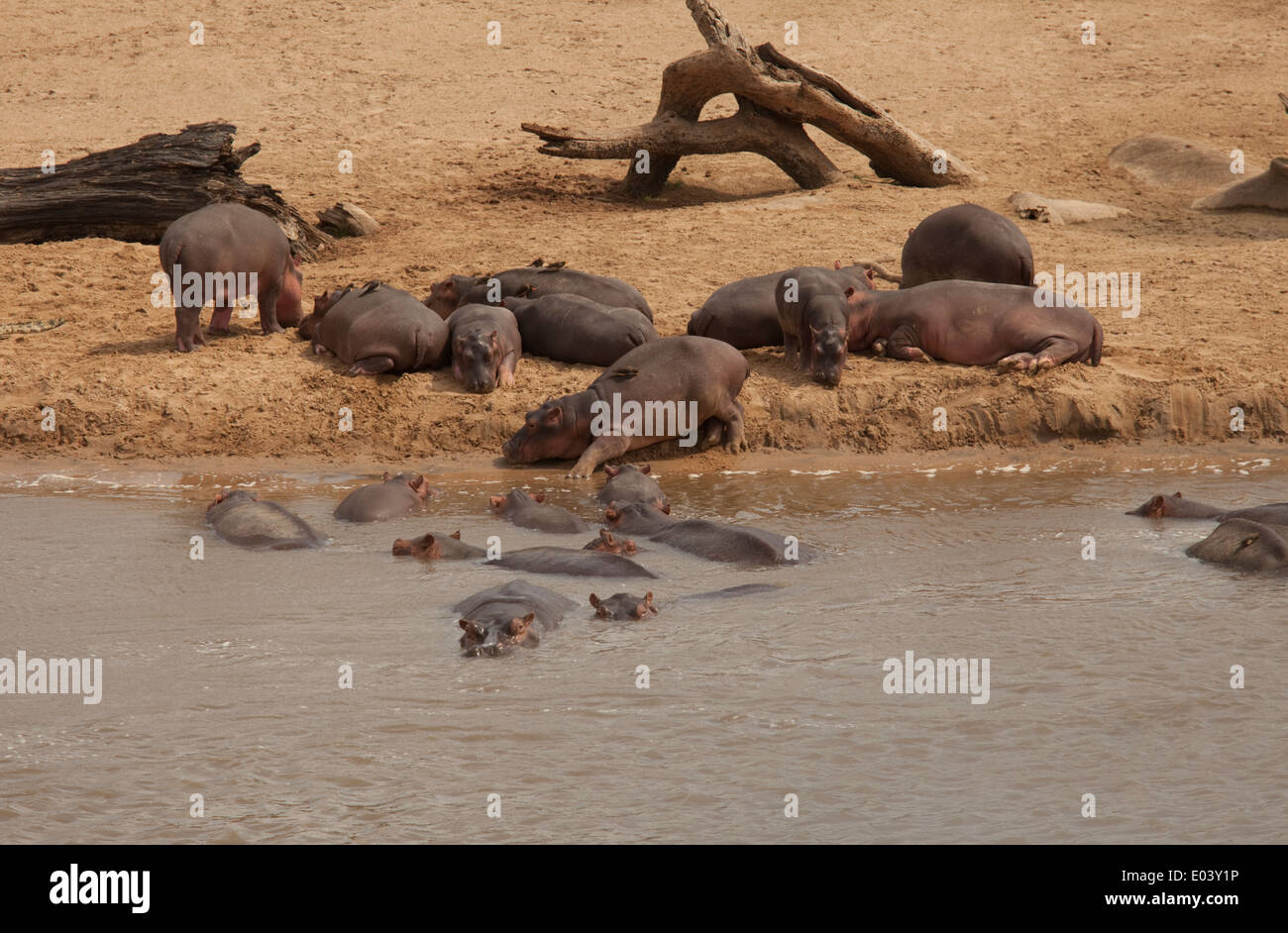 Troupeau d'hippopotames paressant sur banc de parc national de South Luangwa en Zambie Banque D'Images