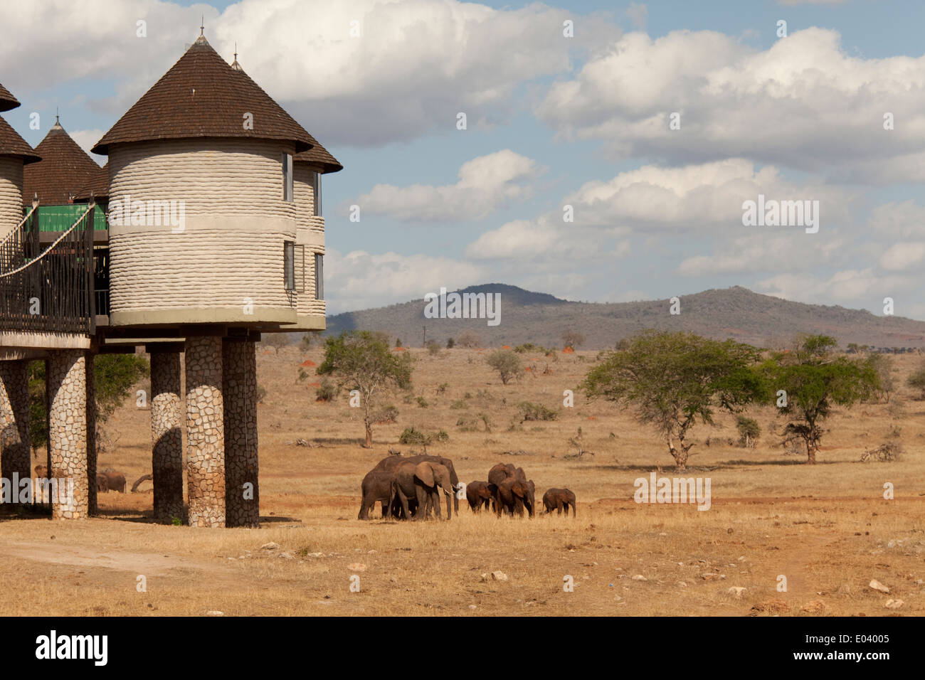 Éléphant à Sarova Salt Lick Game Lodge Taita Hills au Kenya Banque D'Images