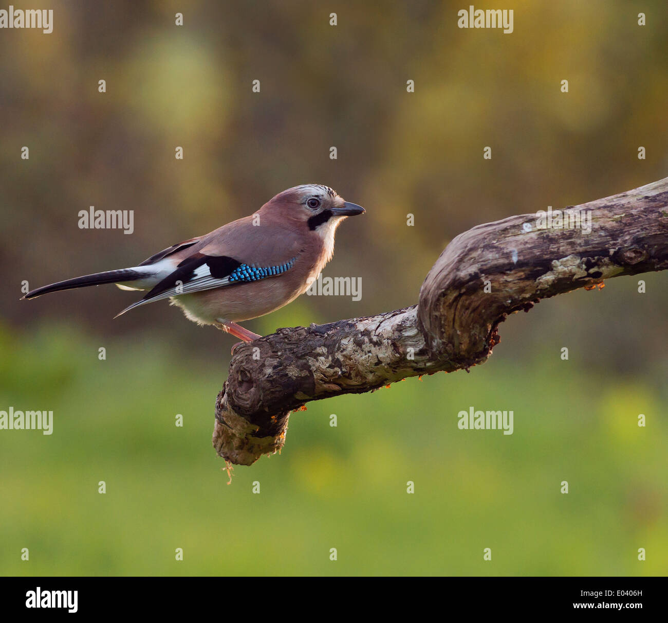 (Garrulus glandarius, Jay) perché sur la branche en dernier de la lumière du soleil du soir Banque D'Images