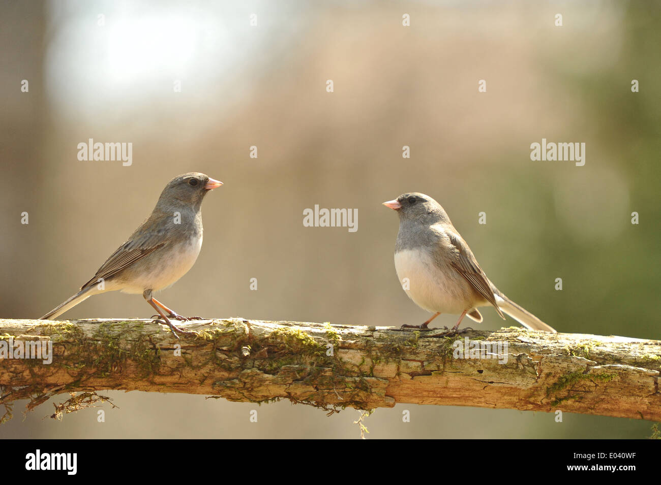 Une paire de Juncos à l'œil foncé (Junco hyemalis) sur une branche. Banque D'Images